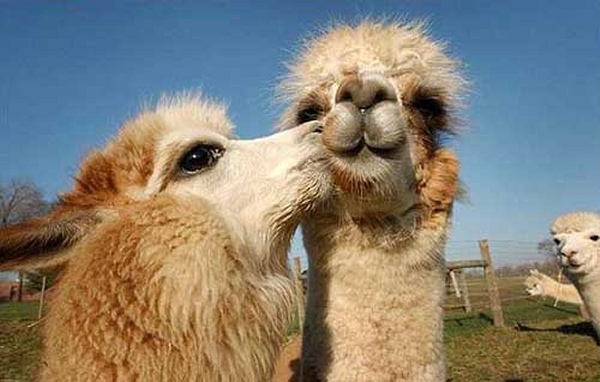beso